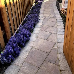 Ajuga reptans ‘Blueberry Muffin’ 