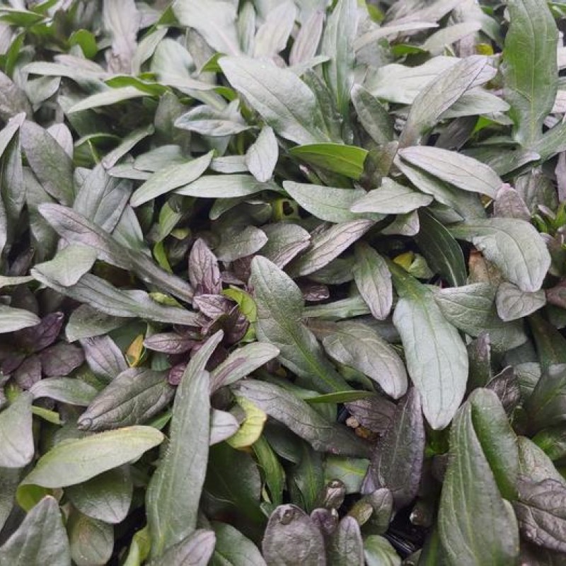 Ajuga reptans ‘Blueberry Muffin’ 