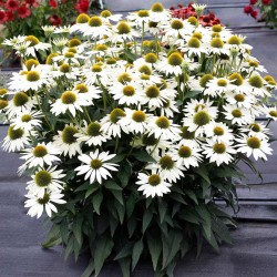 Echinacea purpurea ‘Alba’ - Kasvirág