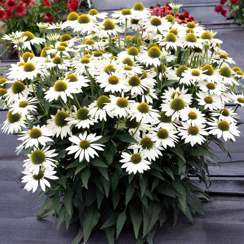 Echinacea purpurea ‘Alba’ - Kasvirág