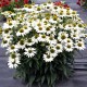 Echinacea purpurea ‘Alba’ - Kasvirág