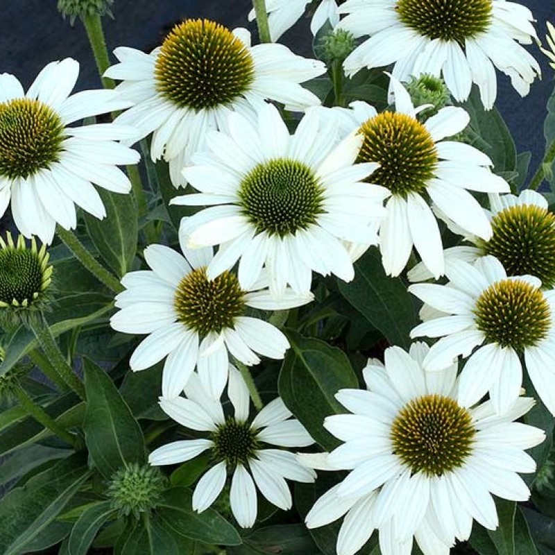 Echinacea purpurea ‘Alba’ - Kasvirág