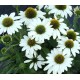 Echinacea purpurea ‘Alba’ - Kasvirág