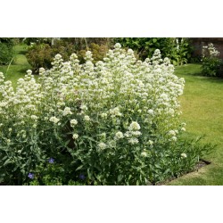 Centranthus ruber ‘Albus’ – fehér sarkantyúvirág