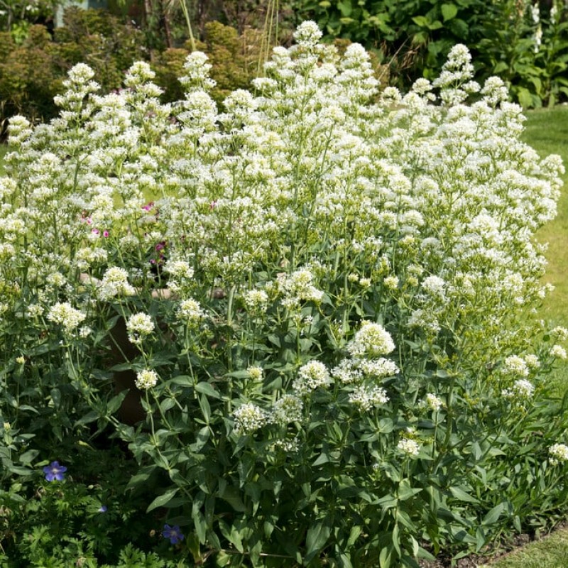 Centranthus ruber ‘Albus’ – fehér sarkantyúvirág
