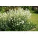 Centranthus ruber ‘Albus’ – fehér sarkantyúvirág