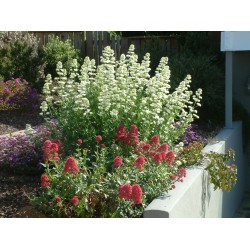 Centranthus ruber ‘Albus’ – fehér sarkantyúvirág