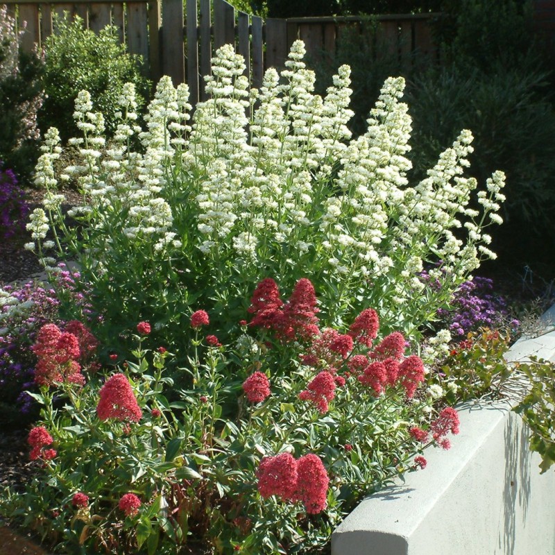 Centranthus ruber ‘Albus’ – fehér sarkantyúvirág