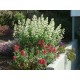 Centranthus ruber ‘Albus’ – fehér sarkantyúvirág