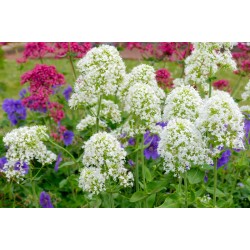 Centranthus ruber ‘Albus’ – fehér sarkantyúvirág