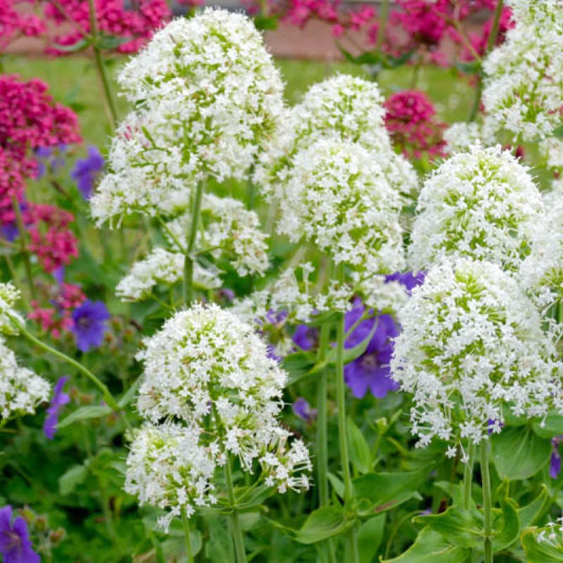 Centranthus ruber ‘Albus’ – fehér sarkantyúvirág