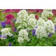 Centranthus ruber ‘Albus’ – fehér sarkantyúvirág
