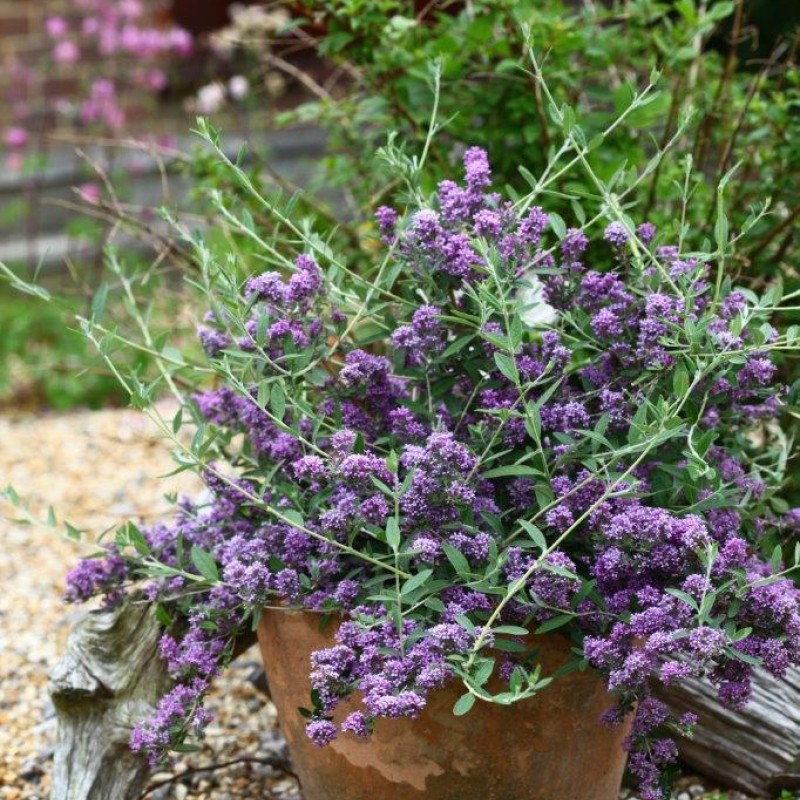 Buddleja alternifolia 'Unique' - Pillangócserje