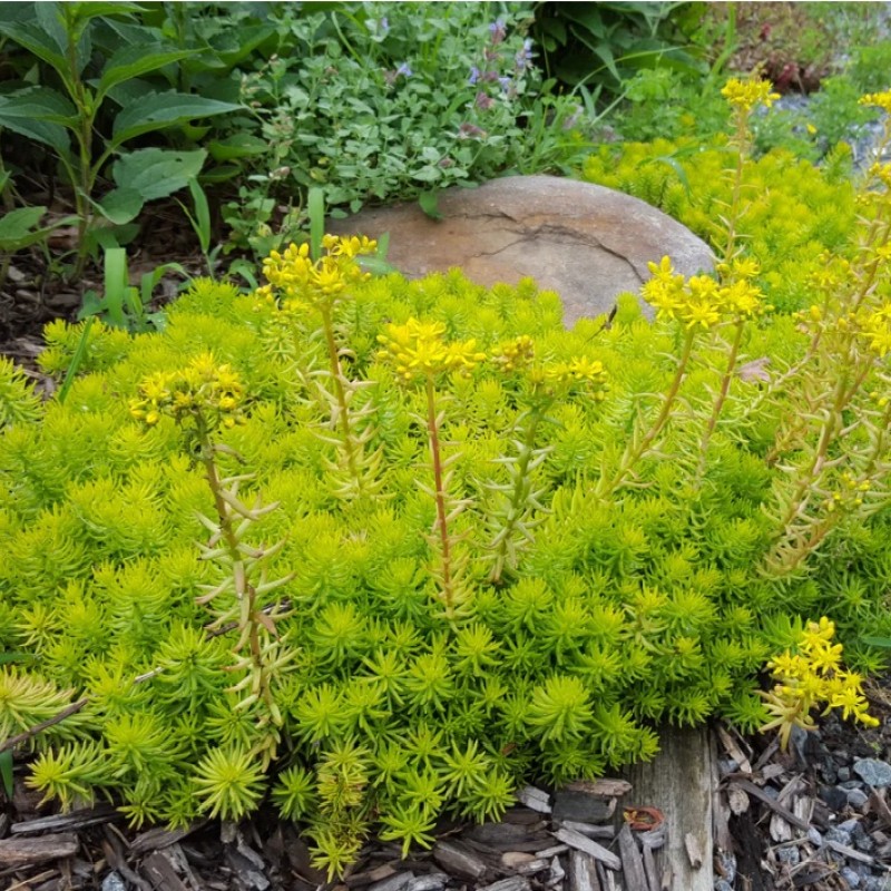 Sedum reflexum ‘Angelina’ - Varjúháj