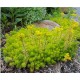 Sedum reflexum ‘Angelina’ - Varjúháj