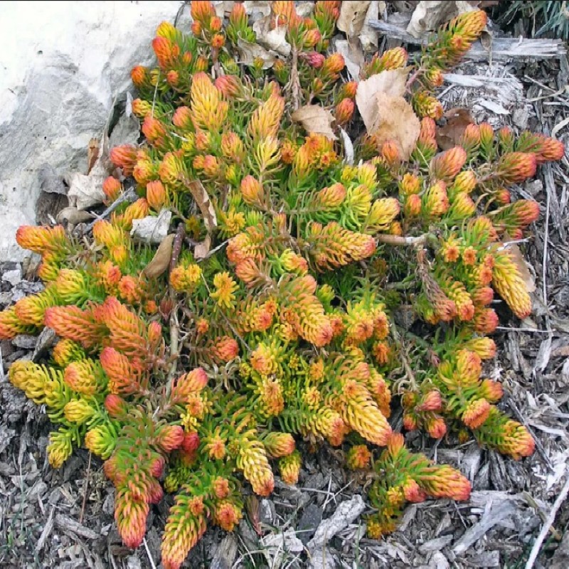 Sedum reflexum ‘Angelina’ - Varjúháj