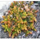 Sedum reflexum ‘Angelina’ - Varjúháj