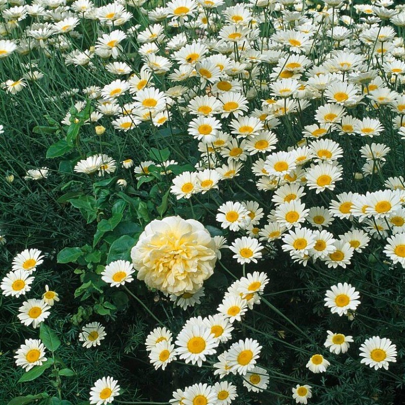 Anthemis tinctoria ‘Sauce Hollandaise’ – Dísz kamilla