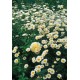 Anthemis tinctoria ‘Sauce Hollandaise’ – Dísz kamilla