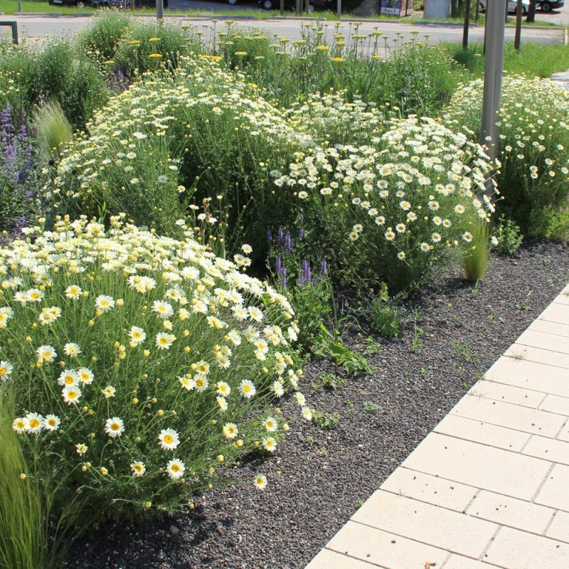 Anthemis tinctoria ‘Sauce Hollandaise’ – Dísz kamilla