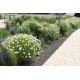 Anthemis tinctoria ‘Sauce Hollandaise’ – Dísz kamilla