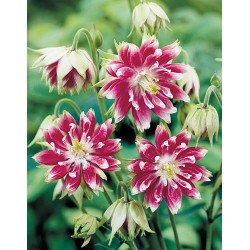  Aquilegia vulgaris 'Nora Barlow' - Réti harangláb