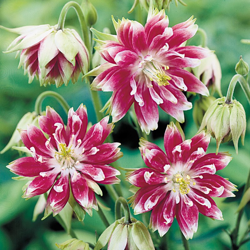  Aquilegia vulgaris 'Nora Barlow' - Réti harangláb