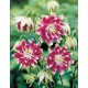  Aquilegia vulgaris 'Nora Barlow' - Réti harangláb
