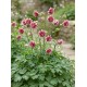  Aquilegia vulgaris 'Nora Barlow' - Réti harangláb