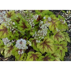 Heuchera ‘Art Nouveau’ – Tűzeső
