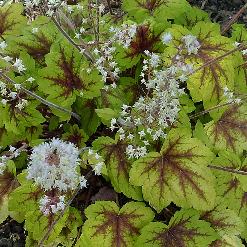 Heuchera ‘Art Nouveau’ – Tűzeső