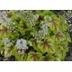 Heuchera ‘Art Nouveau’ – Tűzeső
