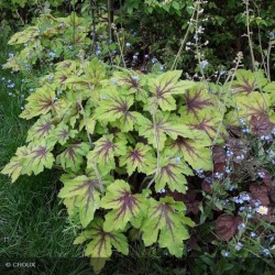 Heuchera ‘Art Nouveau’ – Tűzeső