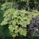 Heuchera ‘Art Nouveau’ – Tűzeső