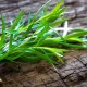 Artemisia dracunculoides – Orosz tárkony