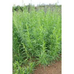 Artemisia dracunculoides – Orosz tárkony