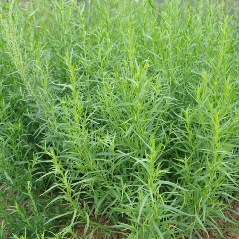 Artemisia dracunculoides – Orosz tárkony