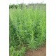Artemisia dracunculoides – Orosz tárkony