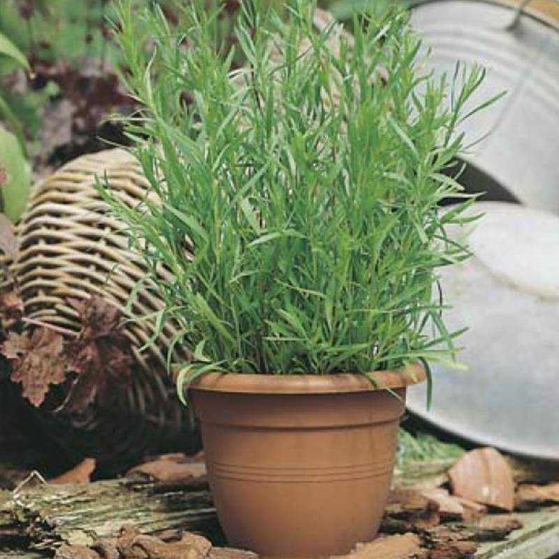 Artemisia dracunculoides – Orosz tárkony
