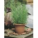 Artemisia dracunculoides – Orosz tárkony
