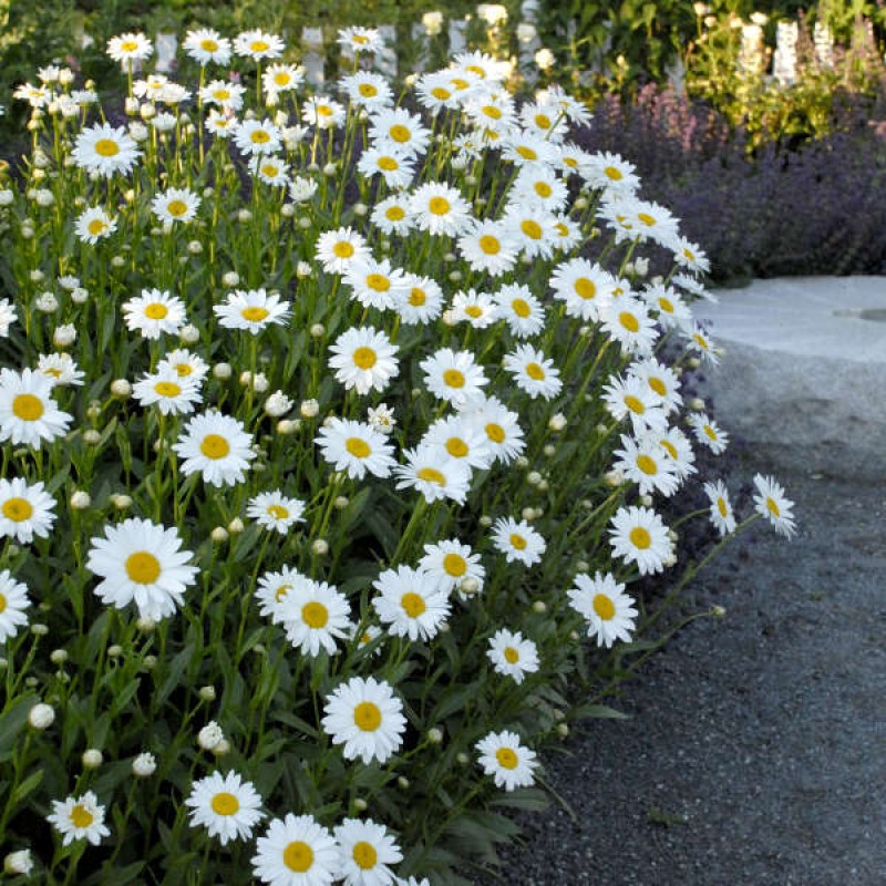 Leucanthemum × superbum ‘Becky’ - Hegyi Margaréta