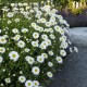 Leucanthemum × superbum ‘Becky’ - Hegyi Margaréta