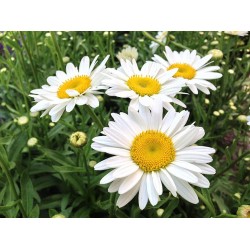 Leucanthemum × superbum ‘Becky’ - Hegyi Margaréta