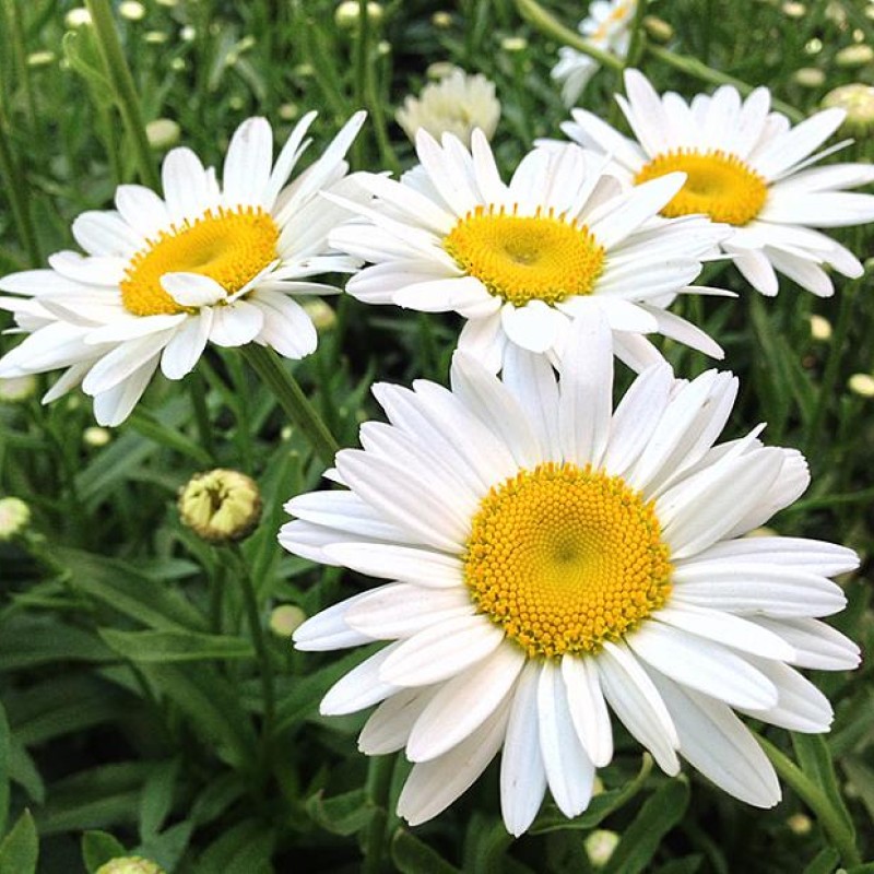 Leucanthemum × superbum ‘Becky’ - Hegyi Margaréta