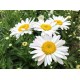Leucanthemum × superbum ‘Becky’ - Hegyi Margaréta