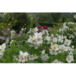 Philadelphus ‘Belle Etoile’ - Illatos jezsámen