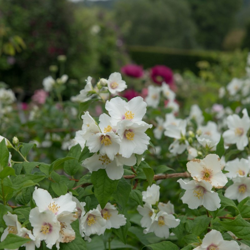 Philadelphus ‘Belle Etoile’ - Illatos jezsámen