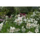 Philadelphus ‘Belle Etoile’ - Illatos jezsámen