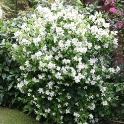 Philadelphus ‘Belle Etoile’ - Illatos jezsámen