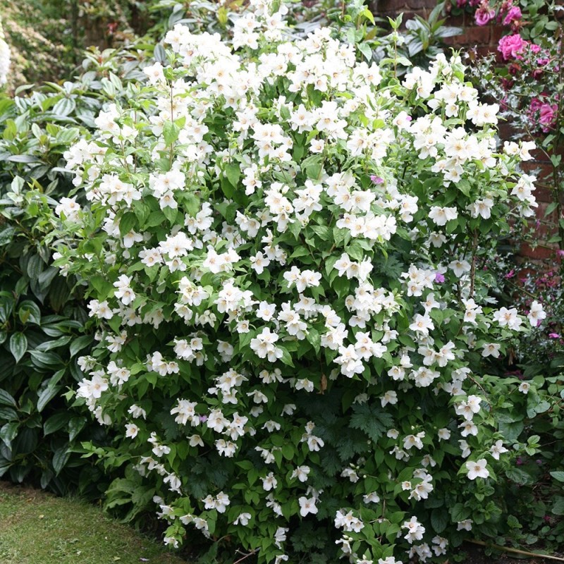 Philadelphus ‘Belle Etoile’ - Illatos jezsámen